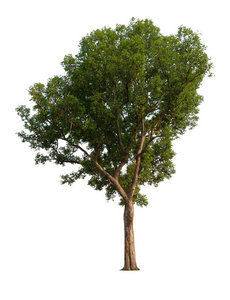 isolated tree on white background 