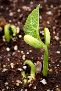 生长盘中发芽的小罗马豆照片