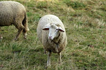 白羊在围栏草地上吃草