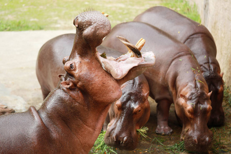 吃河马河马在动物园里张嘴吃东西照片