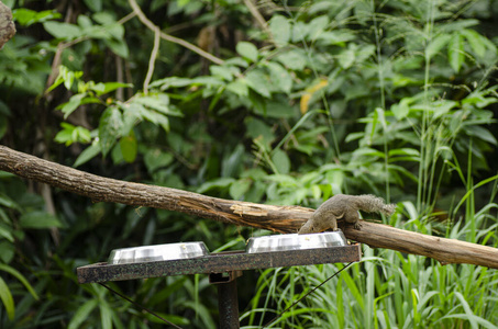 三色松鼠Callosciurus notatus，栖息在树木上，视野较浅