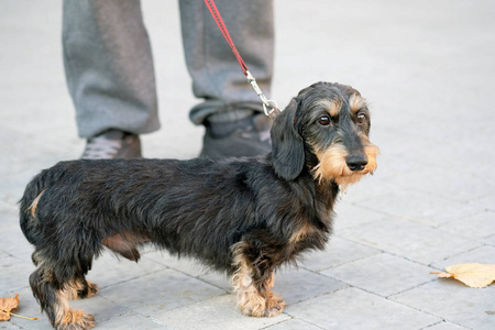 猎犬 信任 动物 皮带 小狗 哺乳动物 主人 鼻子 展览