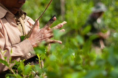 Harvest tea leaves 