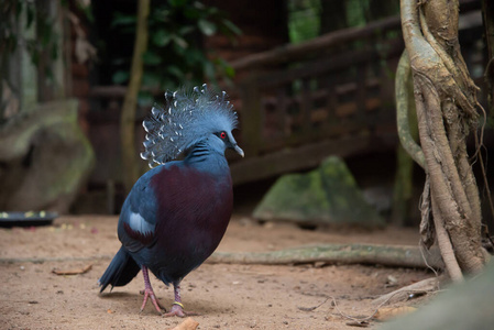  Victoria crowned pigeon