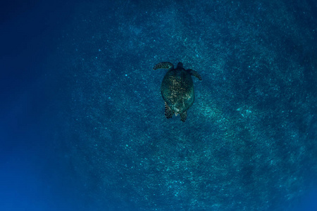 巴厘岛 自然 海龟 生态系统 巴哈马 浮潜 深的 潜水 海的