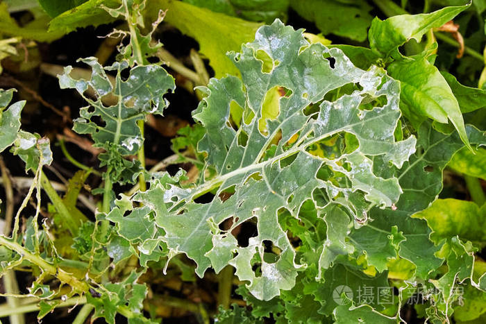 由昆虫造成的布满洞的羽衣甘蓝叶子