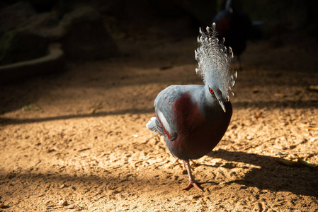 Victoria crowned pigeon 