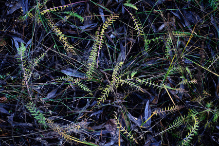 花园 秋天 仙人掌 苔藓 露水 自然 森林 纹理 植物 网状物