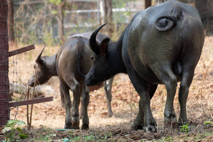 buffalo