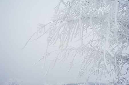 雪地里的冬日树