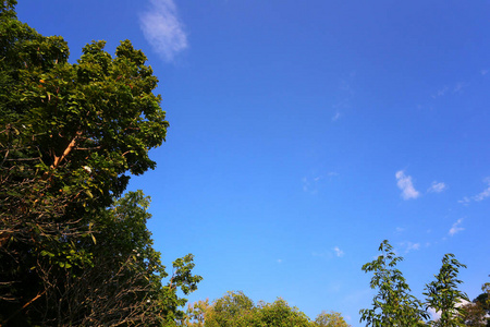 在树木和蓝天的背景下。