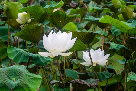 百合花 花的 开花 自然 植物 夏天 睡莲 池塘 镜子 盛开