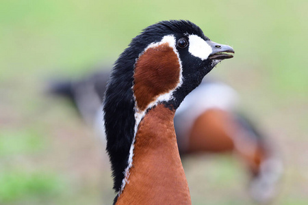 红大胸的鹅图片