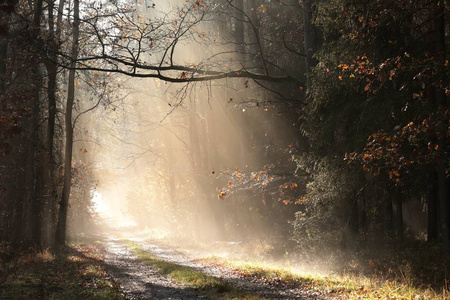 日落 徒步旅行 森林 林地 薄雾 分支 旅行 颜色 黎明