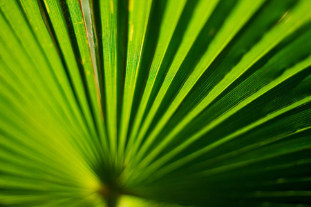 生长 生活 植物学 阳光 植物区系 丛林 颜色 花园 树叶