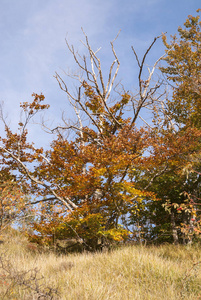 季节 分支 树叶 意大利 旅行 植被 木材 草地 假日 小山