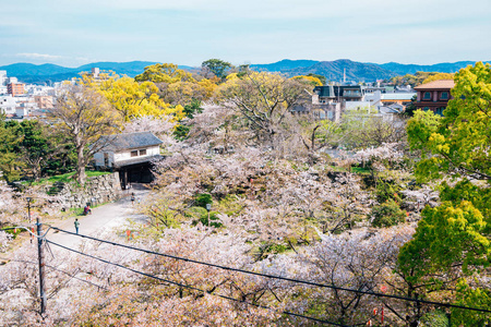 日本和歌山城堡公园春天樱花盛开照片