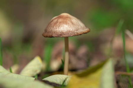 秋天 季节 夏天 落下 公司 特写镜头 植物 帽子 真菌