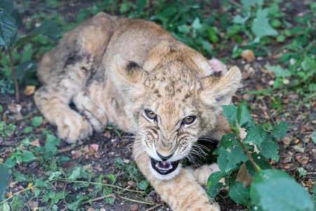 野生动物 可爱的 野猫 食肉动物 猫科动物 动物 自然 猎人