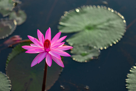 莲花 夏天 百合花 紫色 开花 花园 自然 春天 盛开 粉红色