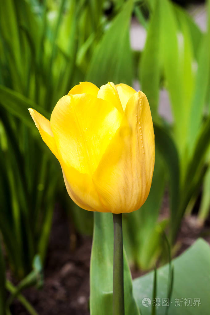 yellowtulipcloseupcloseup