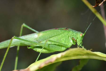 绿藤上的两个蚂蚱绿蟋蟀绿螳螂雌性大绿灌木蟋蟀的宏观特写与产卵器