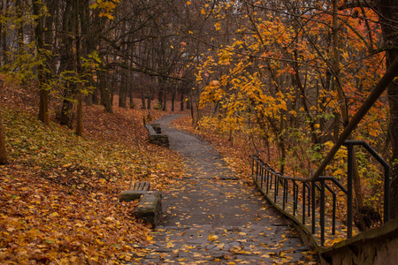 自然 风景 树叶 落下 季节 颜色 木材 公园 森林 十月