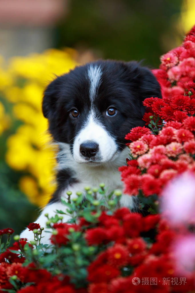 犬种边境牧羊犬