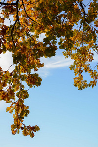 橡树 分支 美丽的 框架 季节 秋天 树叶 天空