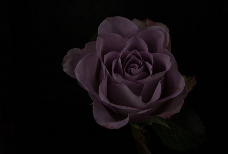植物 特写镜头 开花 花的 花束 颜色 自然 浪漫的 玫瑰