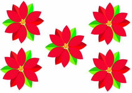 red christmas star flower isolated on white background top view 