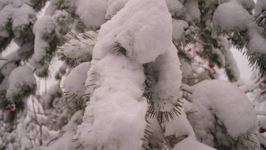 冬天，圣诞公园里白雪皑皑的松枝。雪落在冷杉树枝上。森林里美丽的冬季景色。