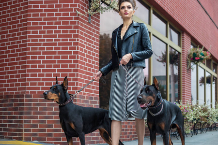 杜宾有尾照片图片