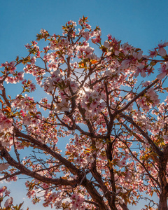 开花 颜色 天空 春天 分支 粉红色 花园 季节 樱花 植物