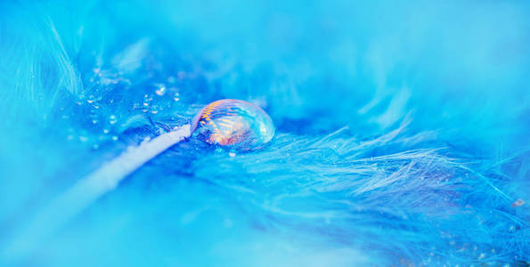 绿松石滴透明的水滴落在鸟的蓝色羽毛上,柔和的光线,绿松石色,雨的