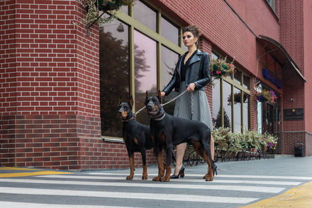 在城市里,一个女孩牵着两条杜宾狗,沿着大楼走在街上.照片