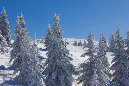 冬季雪山森林景观。