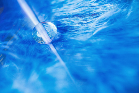 透明的水滴落在鸟的蓝色羽毛上,柔和的光线,绿松石色,雨的自然背景