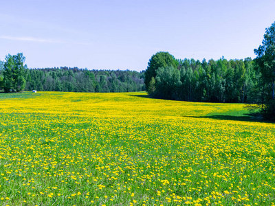 农业 天空 自然 风景 蒲公英 草地 领域 春天