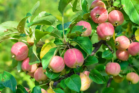 苹果收获叶子图片