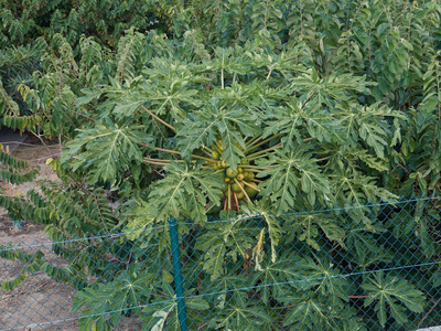 美丽的 自然 风景 花园 植物区系 植物 夏天 公园