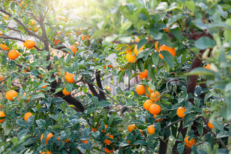 花园里的橘子图片