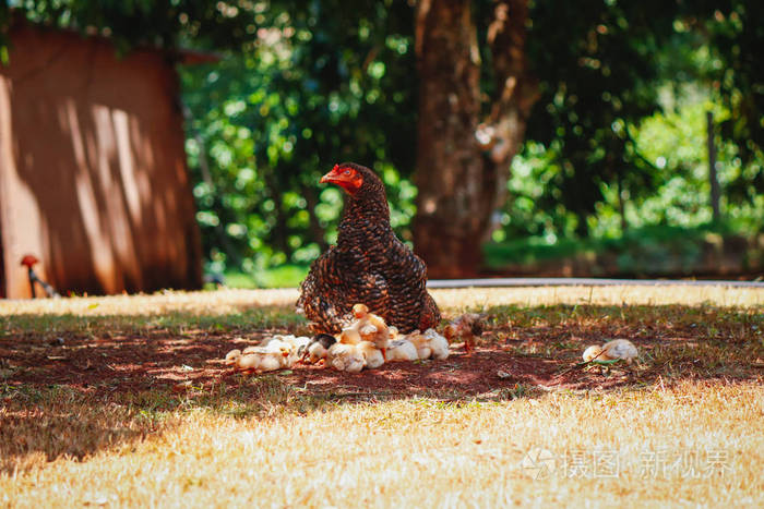 ӥ׽С400꼶_ӥ׽С꼶_С׽ӥ300