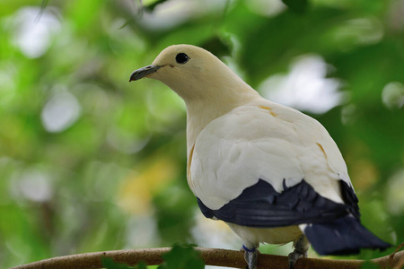 斑御鸽ducula bicolor