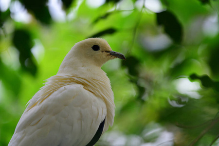 斑御鸽ducula bicolor