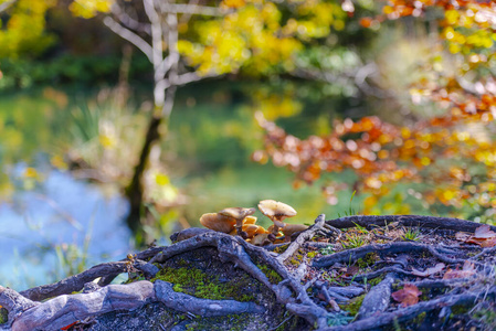 公园 天空 旅游业 反射 树叶 五颜六色 风景 旅行 秋天