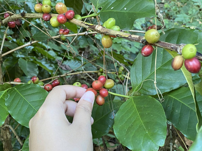 农场上有成熟浆果的咖啡树，田地很浅