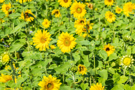 黄花向日葵农场