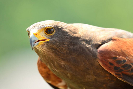 的鹰派肖像哈里斯鹰美丽的北部战士妇女在维京衣裳与狼和哈里斯老鹰
