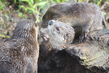 大西洋灰海豹幼犬(halichoerusgrypus)海狸鼠或河鼠河马拉丁名河马